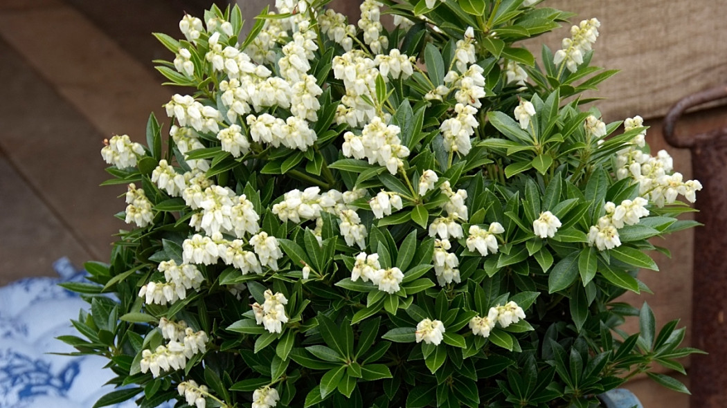 Pieris japoński, fot. iVerde