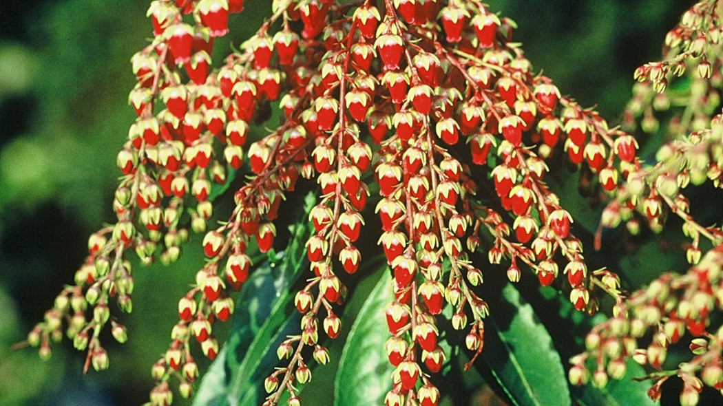 Pieris japoński, fot. iVerde