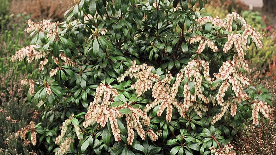 Pieris japoński, fot. iVerde