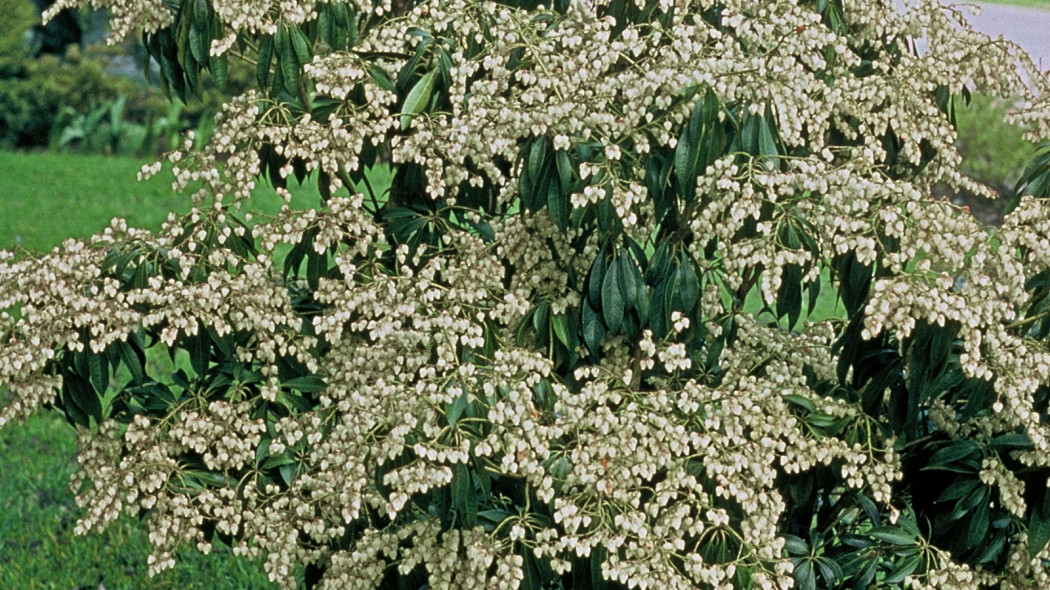 Pieris japoński, fot. iVerde