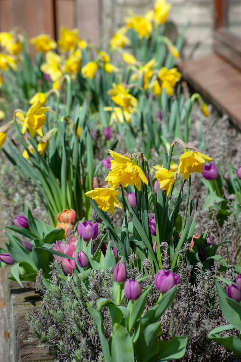 10 pomysłów na kwiatowe kompozycje na balkon tulipany, narcyzy i lawenda fot. iBulb