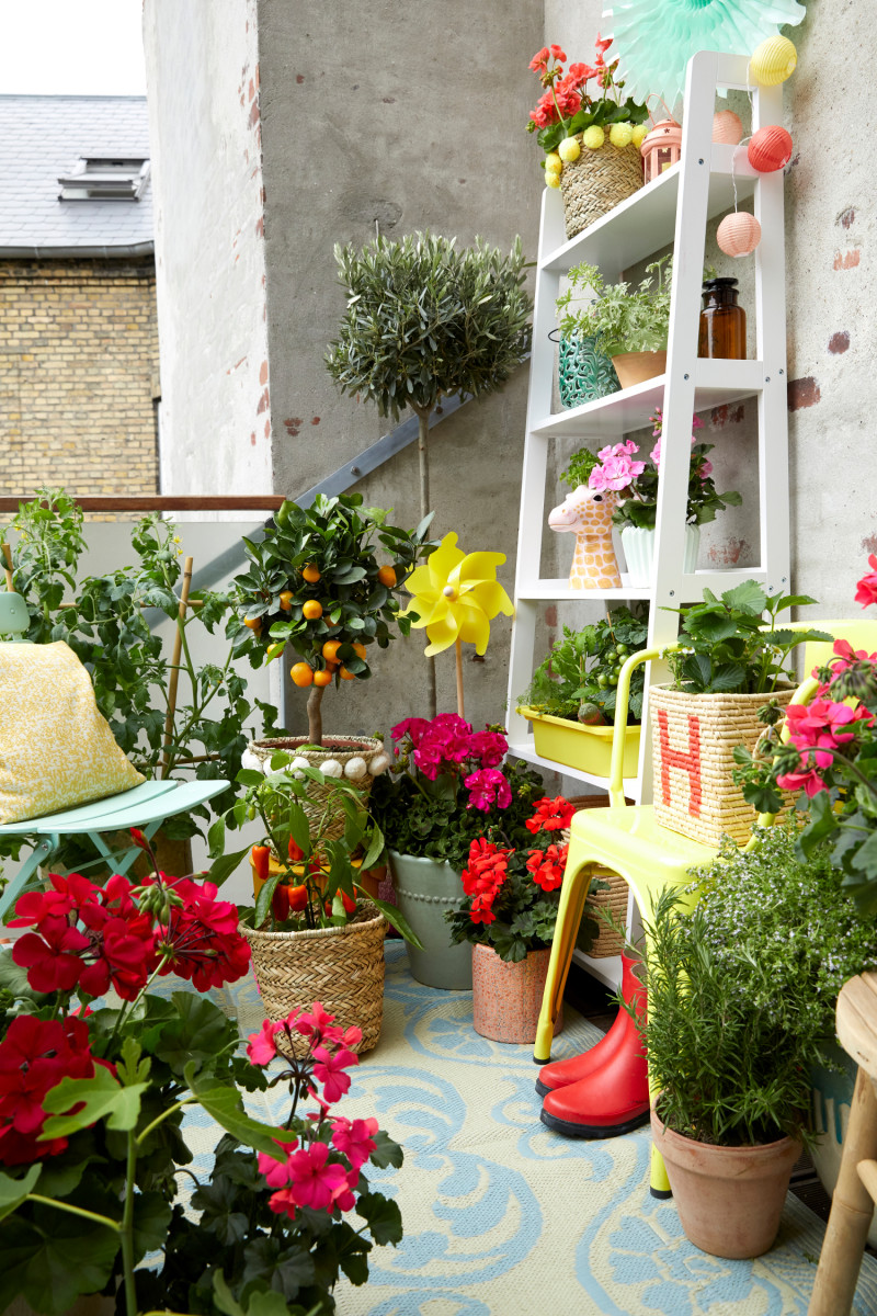 10 pomysłów na kwiatowe kompozycje na balkon fot. Pelargonium for Europe, kampania Europe in Bloom