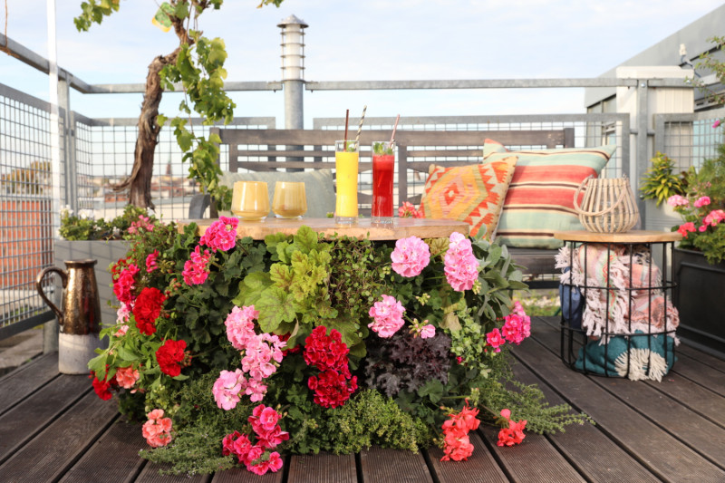 10 pomysłów na kwiatowe kompozycje na balkon - stolik kawowy fot. Pelargonium for Europe, kampania Europe in Bloom