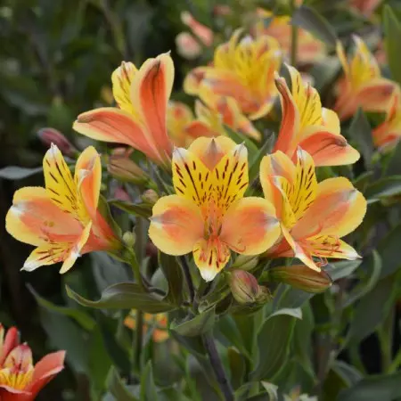 Alstromeria ogrodowa SUMMER BREEZE® ‘Tessumbre’ PBR