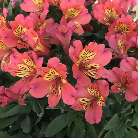 Alstromeria ogrodowa HOLIDAY VALLEY® ‘Tessumholid’ PBR