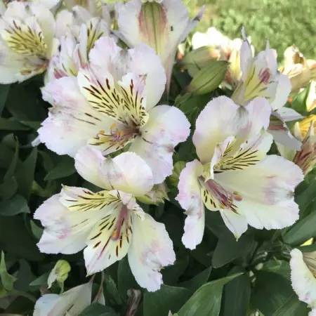 Alstromeria ogrodowa TIMES VALLEY Tessumtime