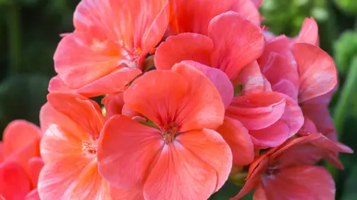 Quiz – test wiedzy o pelargoniach