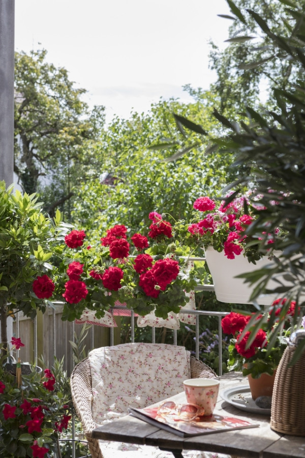 pelargonia na balkonie fot. Pelargonium For Europe