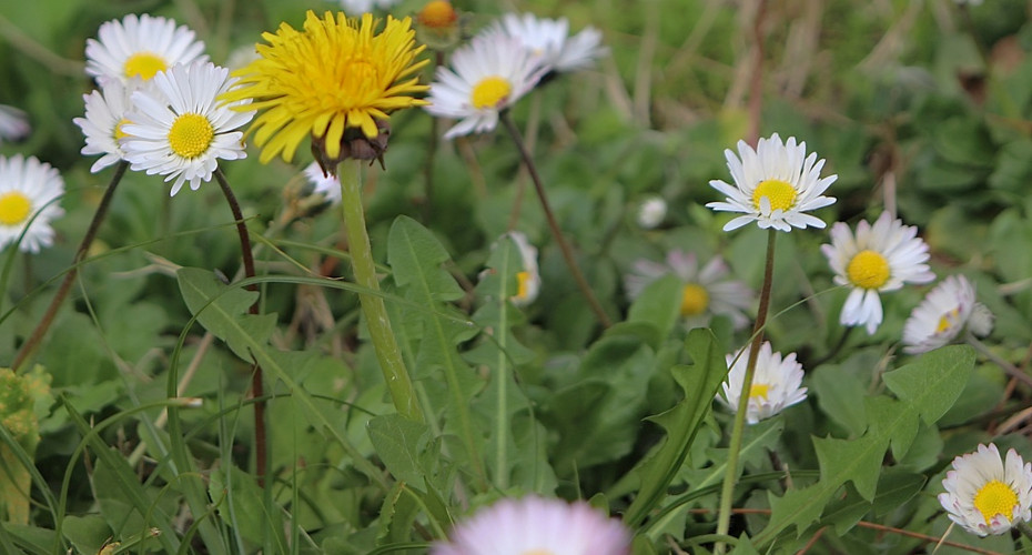 8 chwastów, które musisz usunąć z trawnika | Zobacz, jak wyglądają!