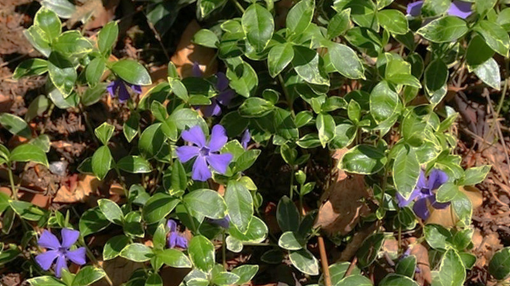 Vinca monor 'Ralph Shugert' fot. Grzegorz Falkowski