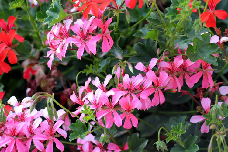 Quiz – test wiedzy o pelargoniach pytanie 3