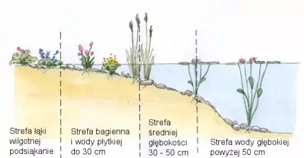 Strefy roślinne w oczku naturalnym zbiorniku wodnym