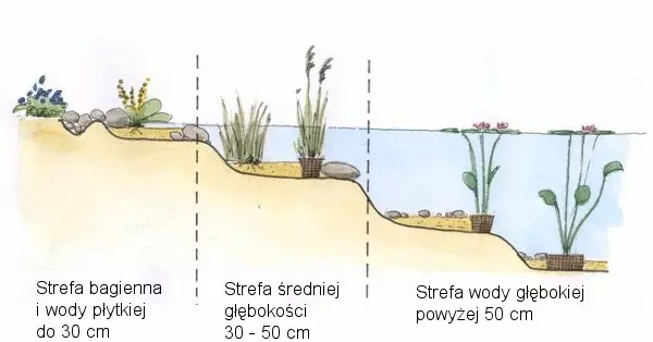 Strefy roślinne w oczku wodnym