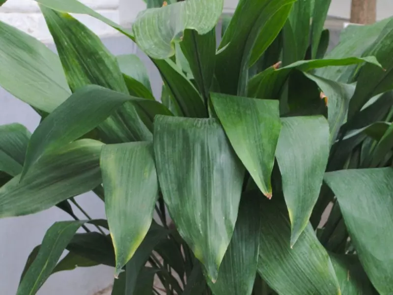 Aspidistra wyniosla