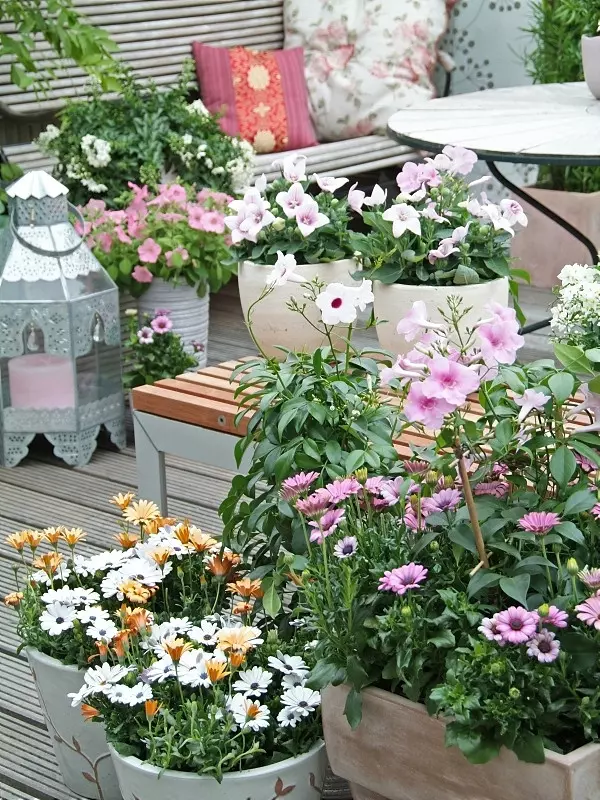 Ogród na tarasie, fot. Flower Council Holland