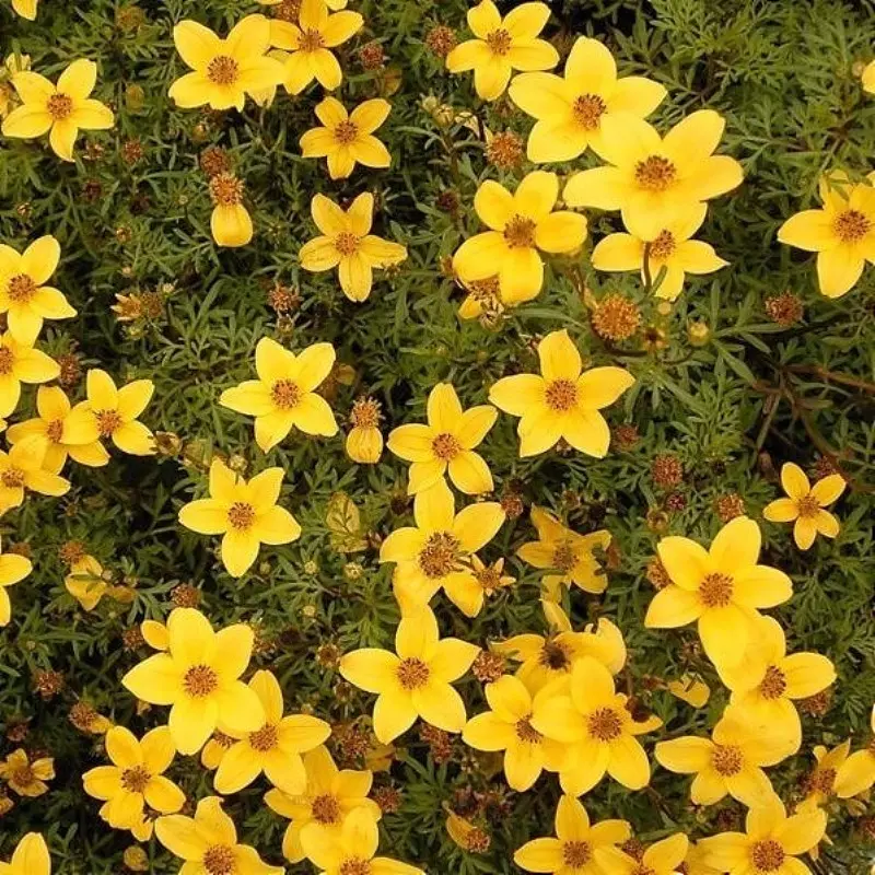 Bidens, fot. Frank Vincentz - Wikimedia Commons
