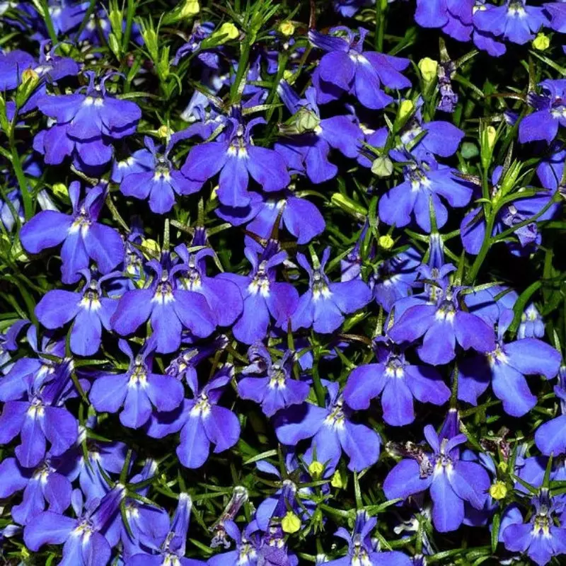 Lobelia, fot. André Karwath - Wikimedia Commons
