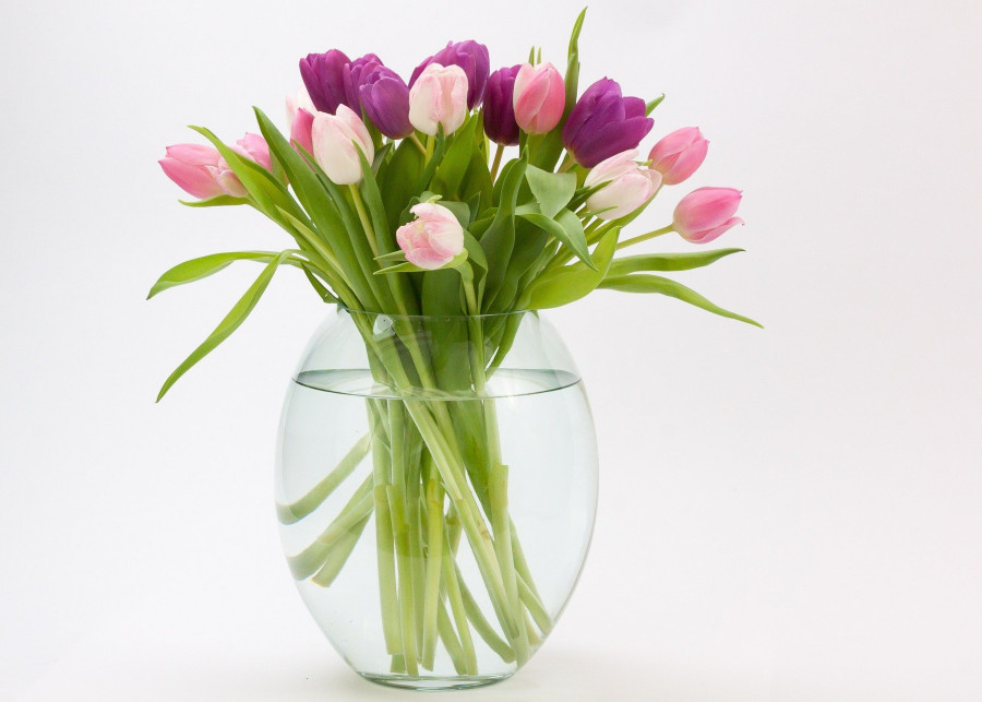Odżywka do kwiatów ciętych, fot. stux - Pixabay