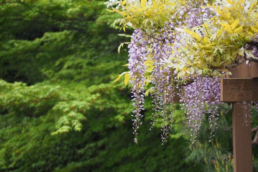 Glicynia, czyli wisteria w ogrodzie, fot. ftanuki - Pixabay