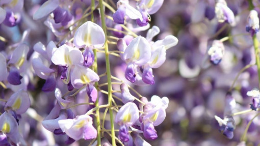 Uprawa glicynii/wisterii w ogrodzie | Co zrobić, by pięknie kwitła?