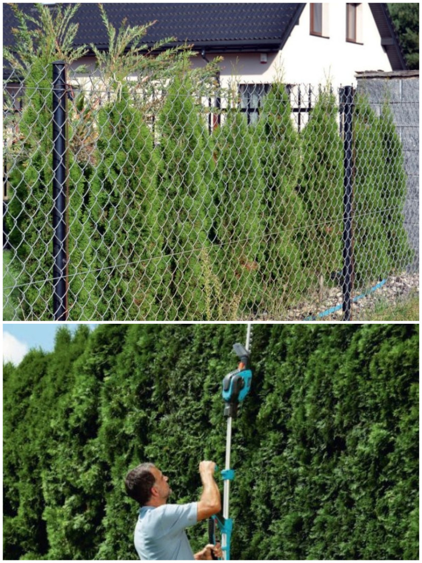 Najlepsze rośliny na ogrodzenie pnącza, krzewy i drzewa