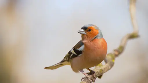 Zięba zwyczajna | Jak wygląda? Jak ją zaprosić do naszego ogrodu?
