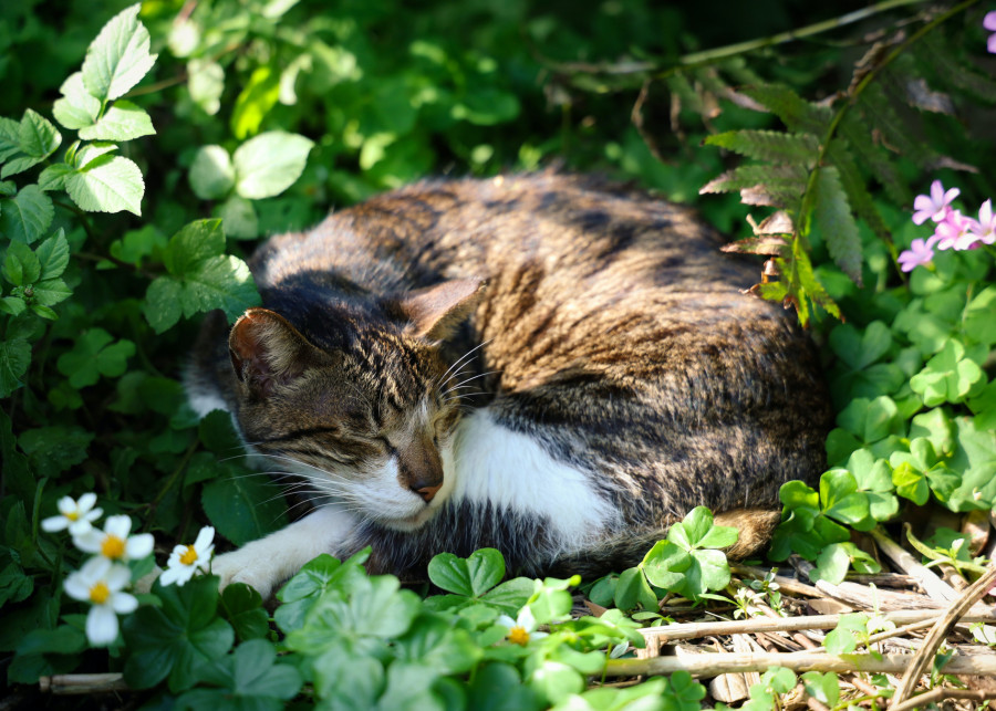 Rośliny uwielbiane przez koty, fot. De an Sun - Unsplash
