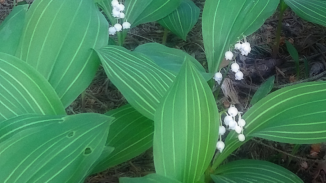 Konwalia majowa 'Variegata', fot. Katarzyna Jeziorska