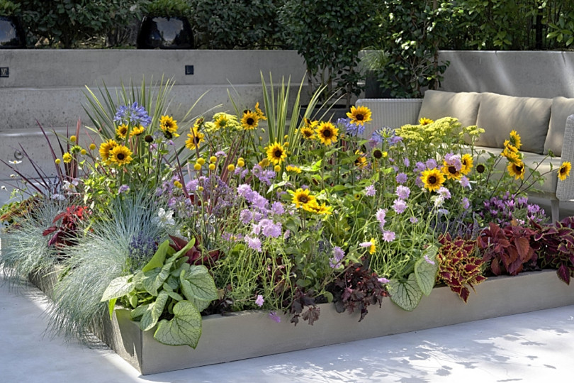 Balkon przyjazny pszczołom - inspiracje na balkon, fot. Flower Council Holland