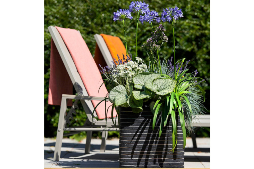 Balkon przyjazny pszczołom - inspiracje na balkon, fot. Flower Council Holland