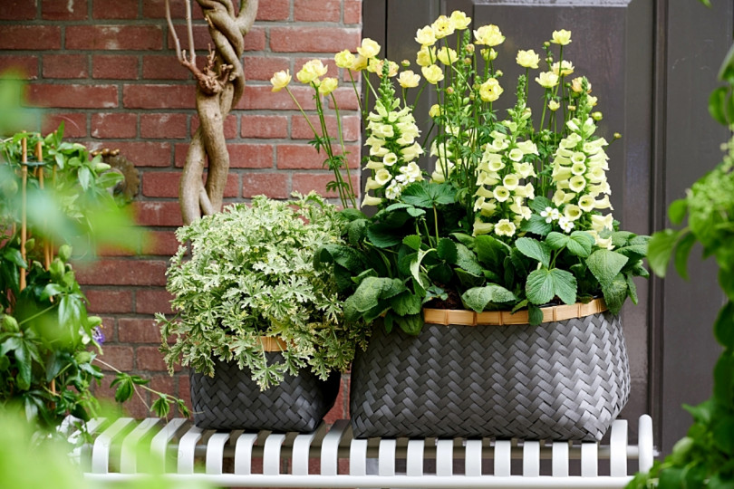 Balkon przyjazny pszczołom - inspiracje na balkon, fot. Flower Council Holland