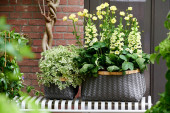 Balkon przyjazny pszczołom - inspiracje na balkon, fot. Flower Council Holland