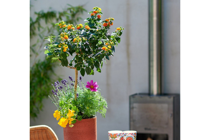 Balkon przyjazny pszczołom - inspiracje na balkon, fot. Flower Council Holland