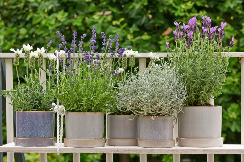 Balkon przyjazny pszczołom - inspiracje na balkon, fot. Flower Council Holland