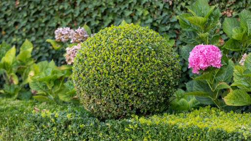 Specjalistyczne nawozy TOPBUXUS |  Sposób na zdrowe i mocne bukszpany 