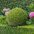 Specjalistyczne nawozy TOPBUXUS |  Sposób na zdrowe i mocne bukszpany 