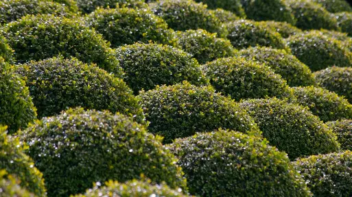Specjalistyczne nawozy TOPBUXUS |  Sposób na zdrowe i mocne bukszpany 