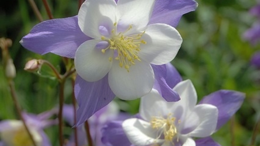 Orlik błękitny 'Heavenly Blue', fot. Flickr