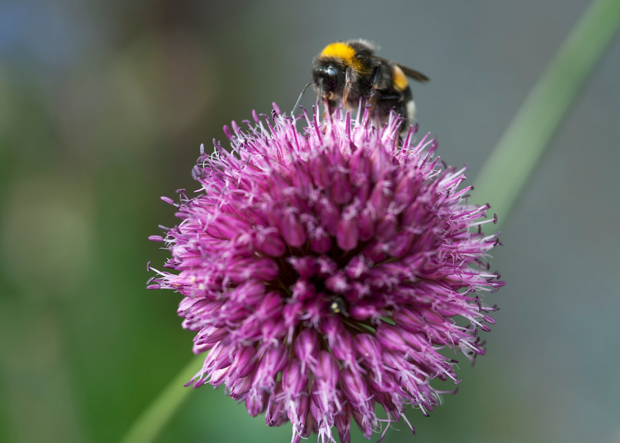 czosnki ozdobne kwiaty dla pszczół fot. iBulb