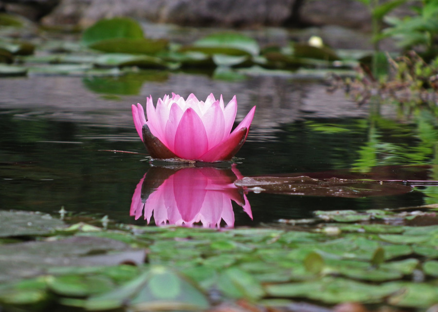 Uprawa lilii wodnych, fot. d Bossarte - Pixabay