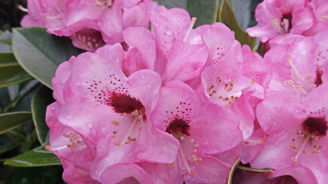 Różanecznik, rododendron, fot. Katarzyna Jeziorska