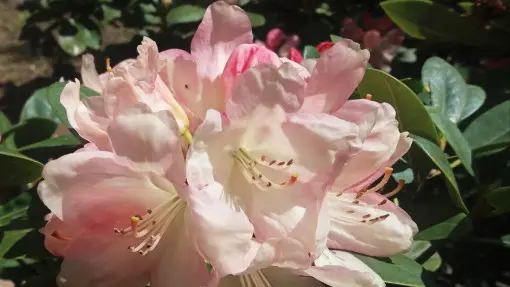 Różanecznik / Rododendron