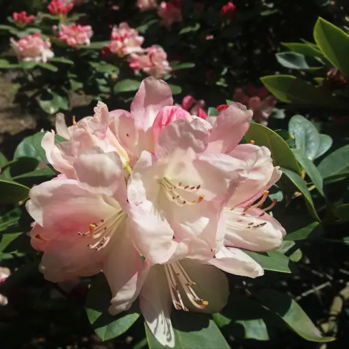 Różanecznik / Rododendron