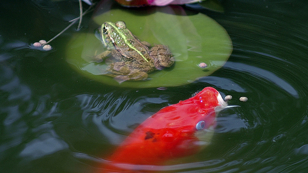  Flora, fauna i akcesoria do oczka wodnego, fot. Michel Lombard - Pixabay