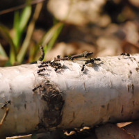 Skuteczne metody na mrówki w ogrodzie | Chemiczne i naturalne