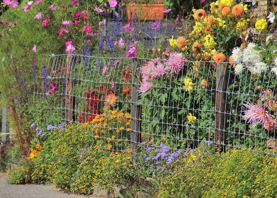 Rośliny kwitnące do dekoracji ogrodzenia, fot. pasja1000 - Pixabay