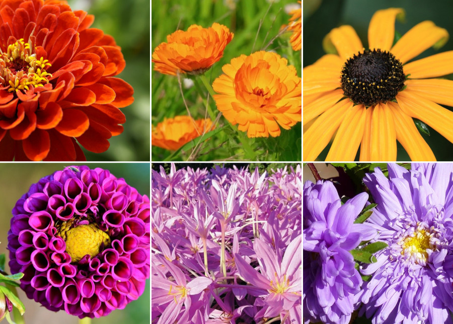 Rośliny kwitnące w październiku, fot. Pixabay