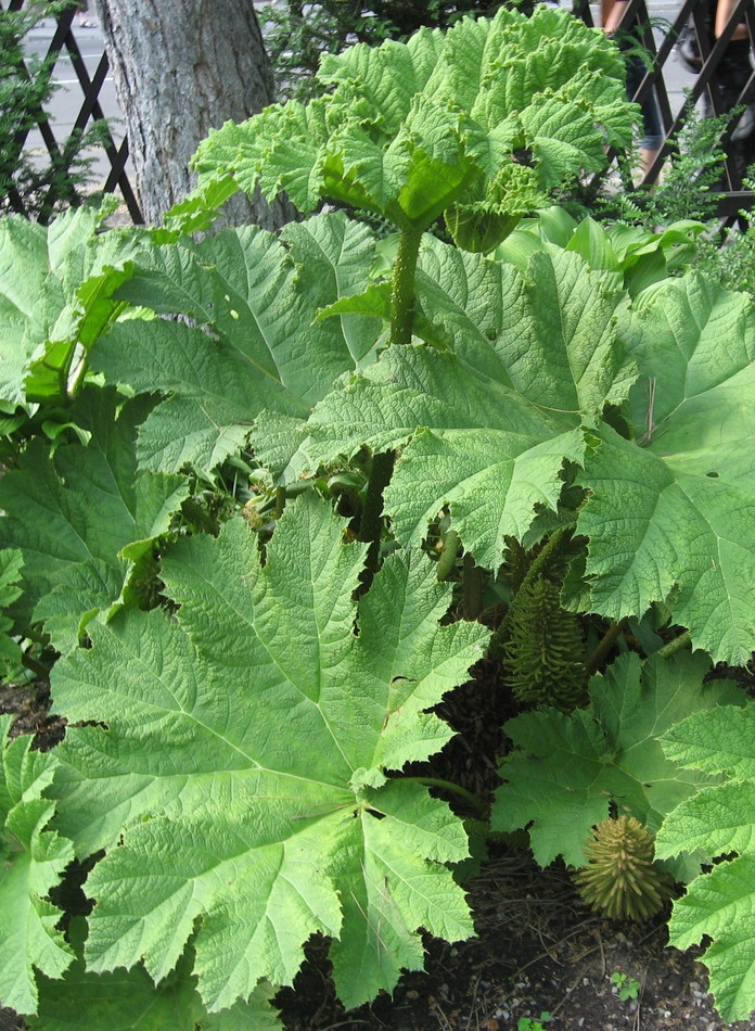 Gunnera olbrzymia, fot. Dezidor (CC_BY_2.5) - Wikimedia Commons