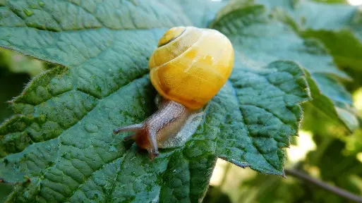 Powiedz NIE ślimakom w ogrodzie! Jak chronić rośliny przed ślimakami?