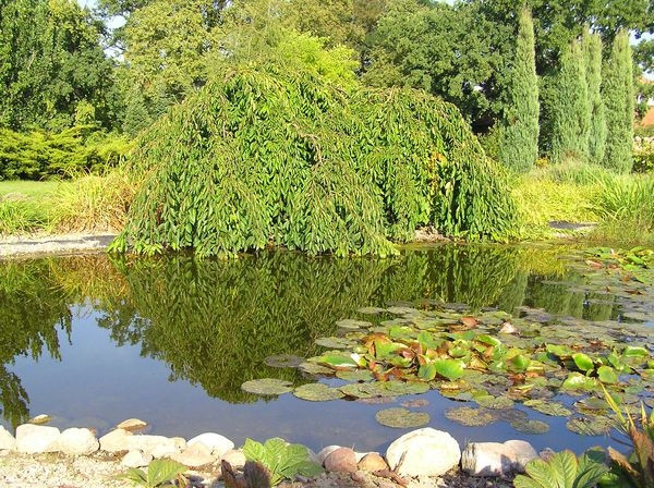 Naturalny staw w ogrodzie, A. Grąziewicz